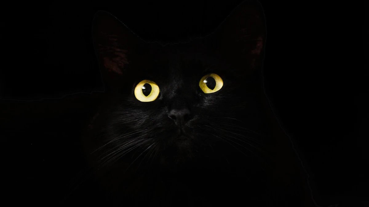 De acuerdo con la ciencia, tu gato es un psicópata