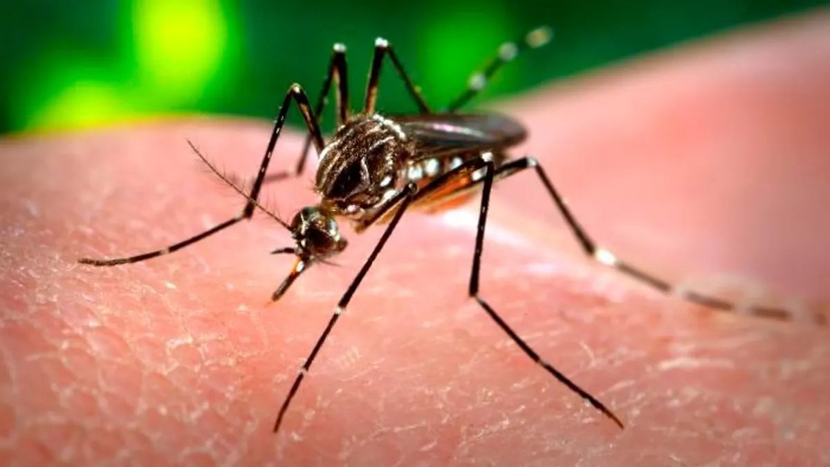 La OMS alerta de señales de “grave epidemia” del virus chikungunya