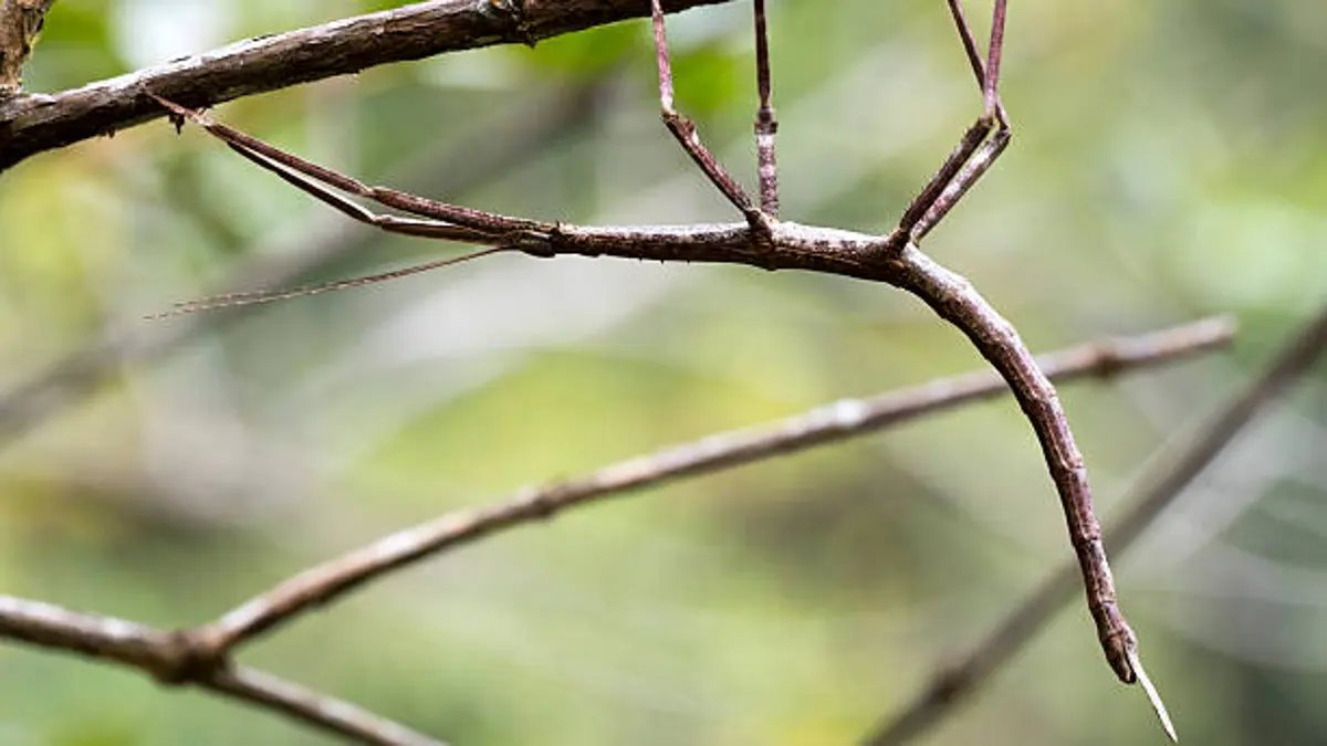 Científicos descubren una nueva especie de insecto palo en Australia