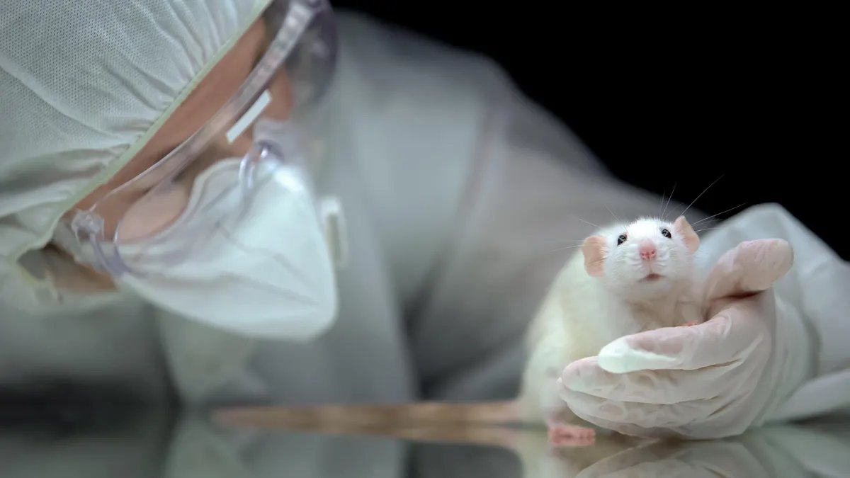 Retrasan la degeneración cerebral de ratones sustituyendo algunas de sus células