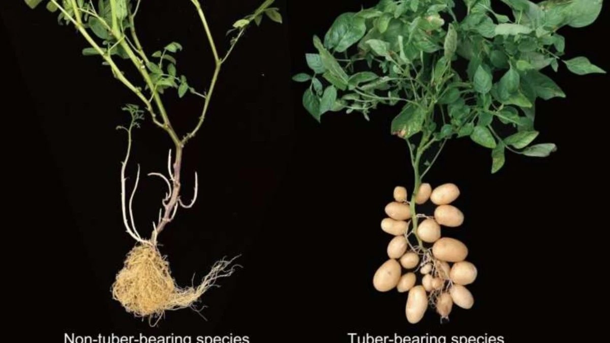 Y así es como los tomates evolucionaron hasta convertirse en patatas hace 9 millones de años